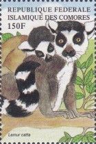 Ring-tailed Lemur (Lemur catta)