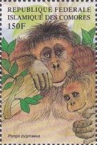Bornean Orangutan (Pongo pygmaeus)