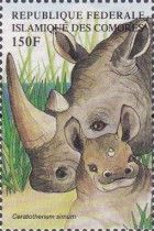 Ceratotherium simum