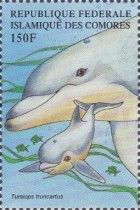 Common Bottlenose Dolphin (Tursiops truncatus)
