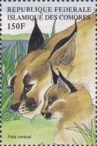 Caracal (Caracal caracal)