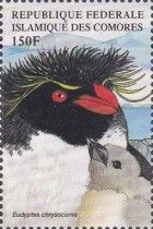 Southern Rockhopper Penguin (Eudyptes chrysocome)