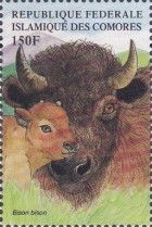 American Bison (Bison bison)