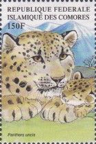 Snow Leopard (Panthera uncia)