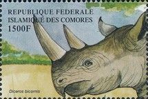 Diceros bicornis