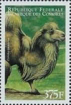 Camelus ferus bactrianus