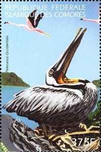 Brown Pelican (Pelecanus occidentalis), American Flamingo (P