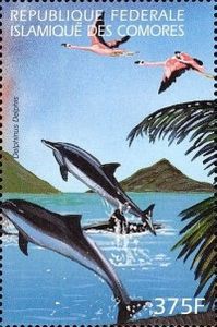 American Flamingo (Phoenicopterus ruber), Common Dolphin
