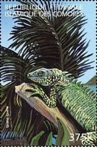 Iguana iguana