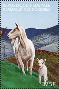 Capra aegagrus hircus