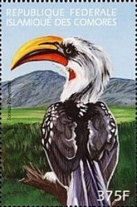 Eastern Yellow-billed Hornbill (Tockus flavirostris)
