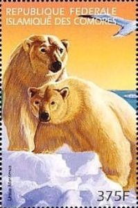 Ursus maritimus