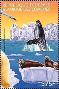 Humpback Whale (Megaptera novaeangliae)