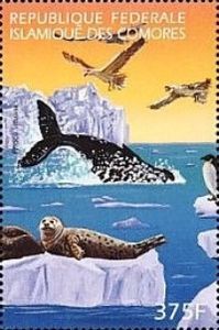 Harbor Seal (Phoca vitulina), whale, birds