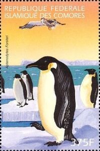 Emperor Penguin (Aptenodytes forsteri)
