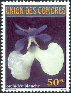 White orchid
