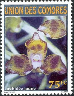 Yellow orchid