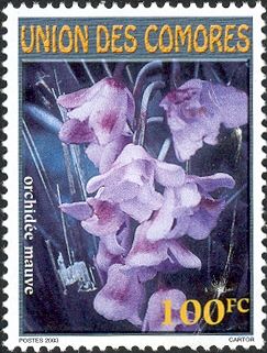Purple Orchid