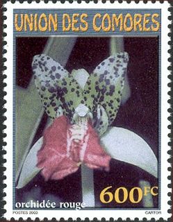 Red orchid