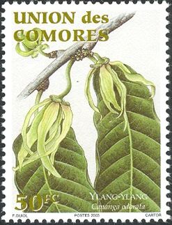Ylang Ylang
