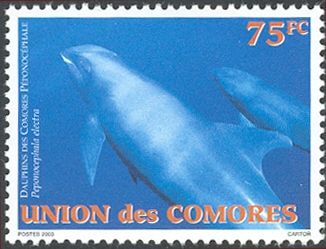 Melon-headed Whale (Peponocephala electra)
