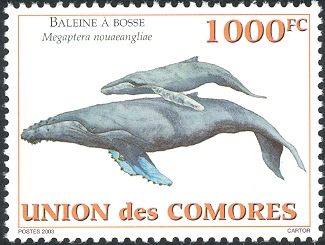 Humpback whale (Megaptera novaeangliae)