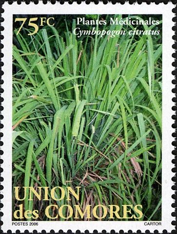 Cymbopogon citratus