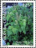 Ocimum suave