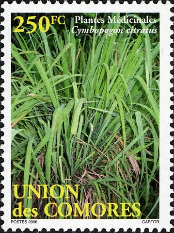 Cymbopogon citratus