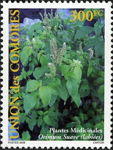 Ocimum suave