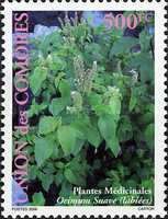 Ocimum suave
