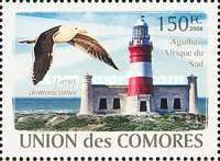 Cape Agulhas (South Africa), Kelp Gull (Larus dominicanus)