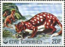 Tiger Quoll (Dasyurus maculatus)