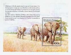African Elephant (Loxodonta africana)