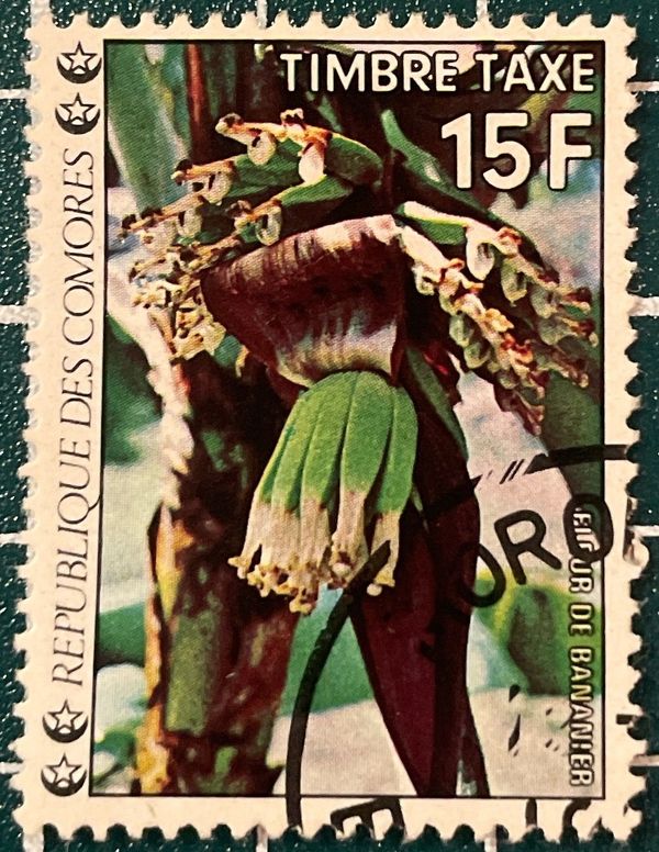 Blooming banana