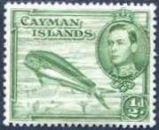 Common Dolphinfish (Coryphaena hippurus)