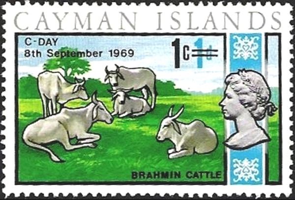 Brahman Cattle (Bos primigenius indicus)