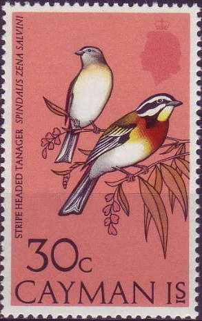 Stripe-headed Tanager (Spindalis zena salvini)