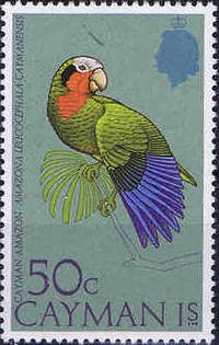 Cayman Island Amazon (Amazona leucocephala caymanensis)