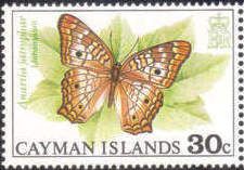 White Peacock (Anartia jatrophae)
