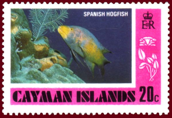 Spanish Hogfish (Bodianus rufus)