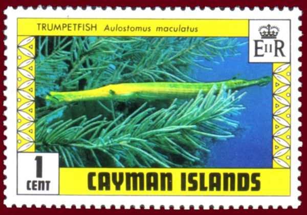 Trumpetfish (Aulostomus maculatus)