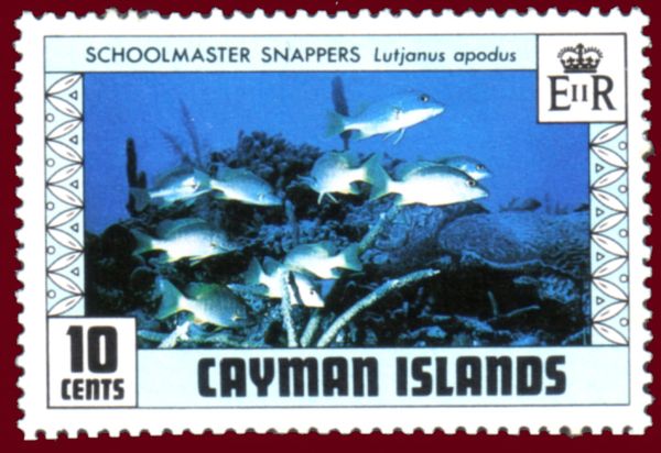 Schoolmaster Snapper (Lutianus apodus)