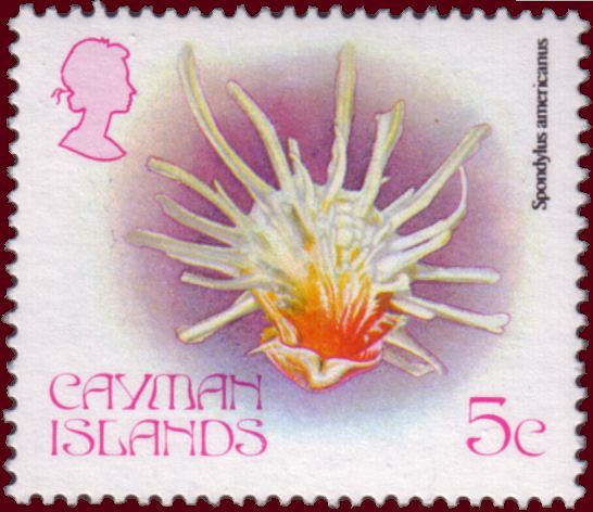 Atlantic Thorny Oyster (Spondylus americanus)