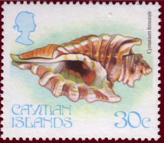 Angular Triton (Cymatium femorale)