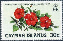 Hibiscus (Hibiscus rosa-sinensis x)