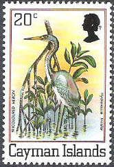 Tricoloured Heron (Hydranassa tricolor)