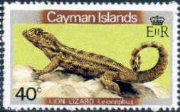 Lion Lizard (Leiocephalus sp.)