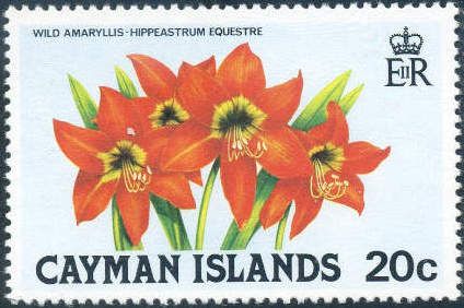 Wild Amaryllis (Hippeastrum equestre)
