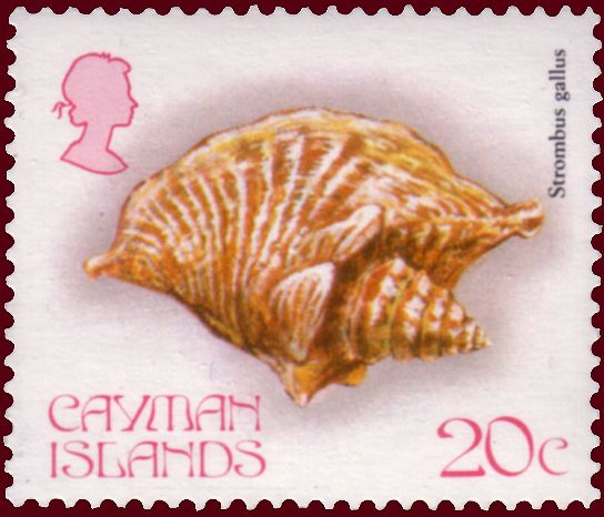Rooster Conch (Strombus gallus)
